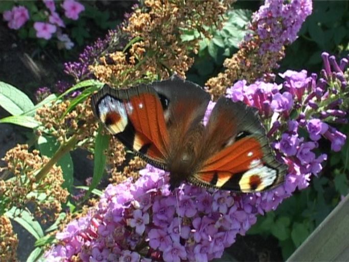 Tagpfauenauge ( Inachis io ), auf Sommerflieder : Moers, in unserem Garten, 07.09.2009